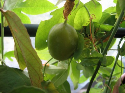 Frucht subpeltata.jpg