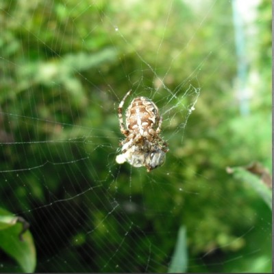 spinne.jpg
