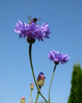 Biene auf Kornblume_1184.jpg