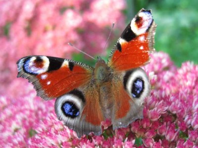 Schmetterling.JPG