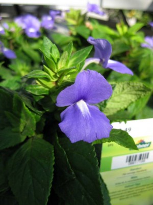 Septemberrätsel Auflösung_1101.jpg