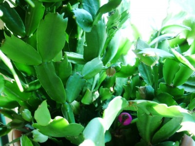 Schlumbergera.JPG