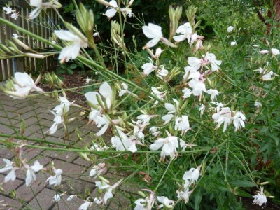 094 - Kopie (640x480).jpg