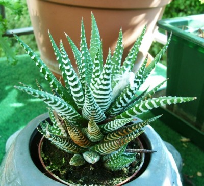 H. fasciata.JPG