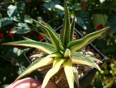 H. f. variegata.JPG