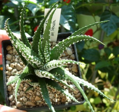 H. a. striata.JPG