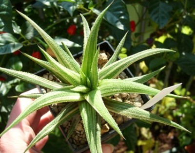 H. a variegata.JPG