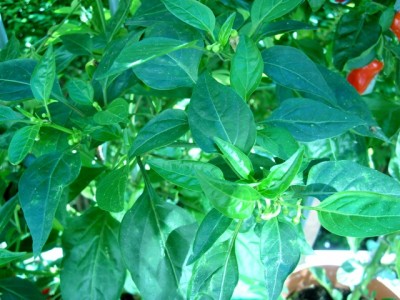 chili.JPG
