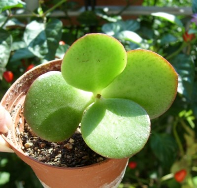 Crassula.JPG