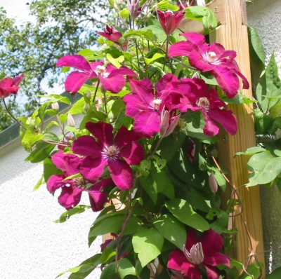 Clematis Roter Kardinal3.JPG
