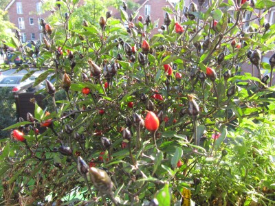 IMG_0705.JPG