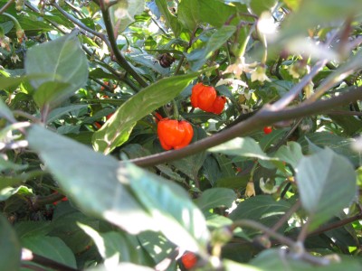 IMG_0703.JPG