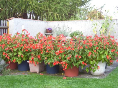 Begonienwand.jpg