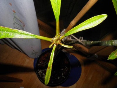 große Plumi 2011_2.jpg