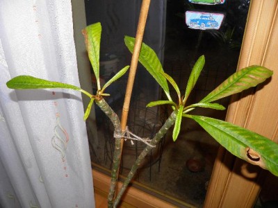 große Plumi 2011.jpg