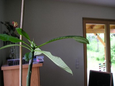 1. Plumeria.jpg