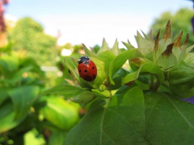 Marienkäfer auf der Wunderblume.JPG