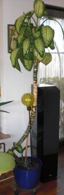 CIMG0581.JPG