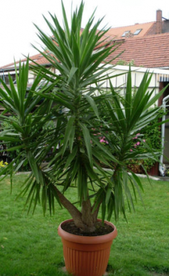 yucca.png