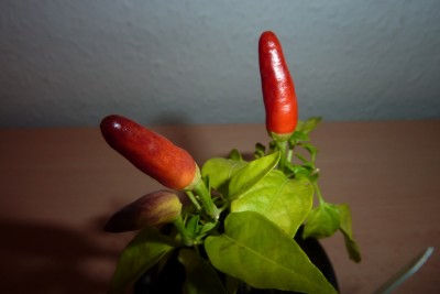 Chilli (4).JPG