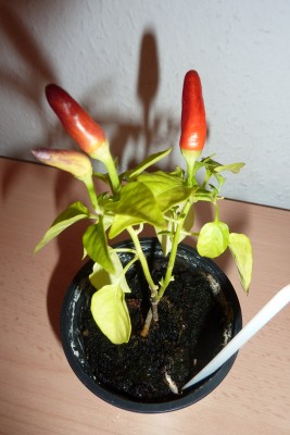 Chilli (3).JPG