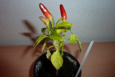 Chilli (2).JPG