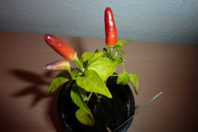 Chilli (1).JPG