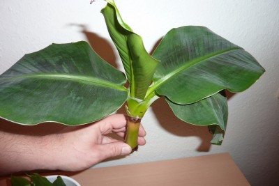 Banane (4).JPG