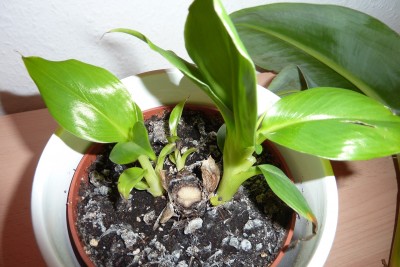 Banane (3).JPG