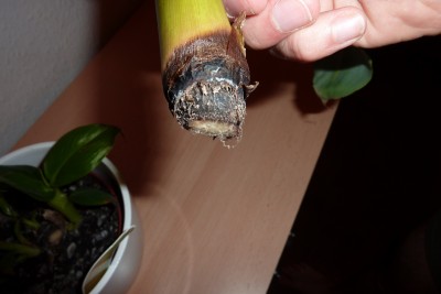 Banane (1).JPG