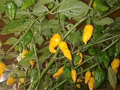 26092011506.jpg