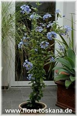 plumbago_auriculata_ganz_3_-_200806.jpg