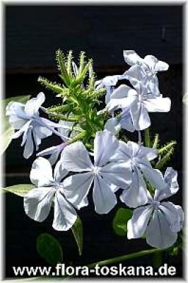 plumbago_auriculata_alba_3_-_digi.jpg