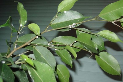 Ficus.jpg