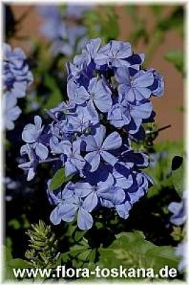 plumbago_auriculata_16_-_280905.jpg