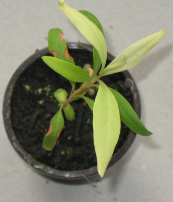 Embothrium coccineum 1.JPG