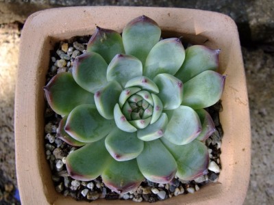 DSCF0135.JPG