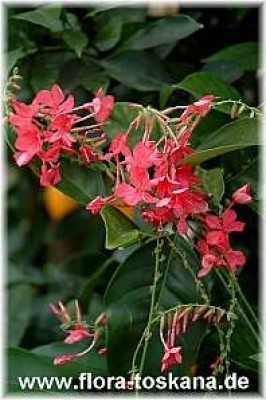plumbago_indica_3_-_051205.jpg