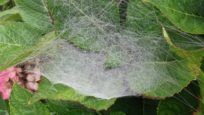 DSCF1133.jpg