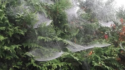 DSCF1135.jpg