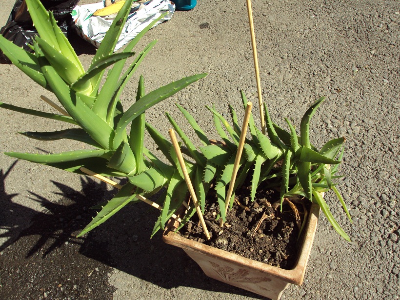 aloe vera gel after sun Aloe Vera After Sun Gel 6oz. | Surface Sunscreen main image 1