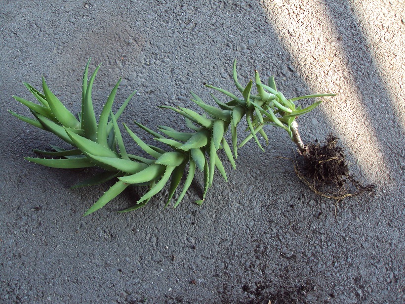 Vllig vergeilte Aloe  Pflegen & Schneiden & Veredeln  GREEN24 Pflanzen &  Garten Forum