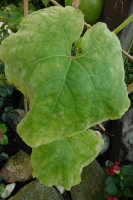Kalebasse . Blatt 6.jpg
