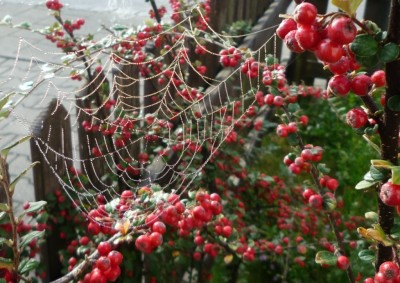 Herbstimpression Spinnennetz.JPG