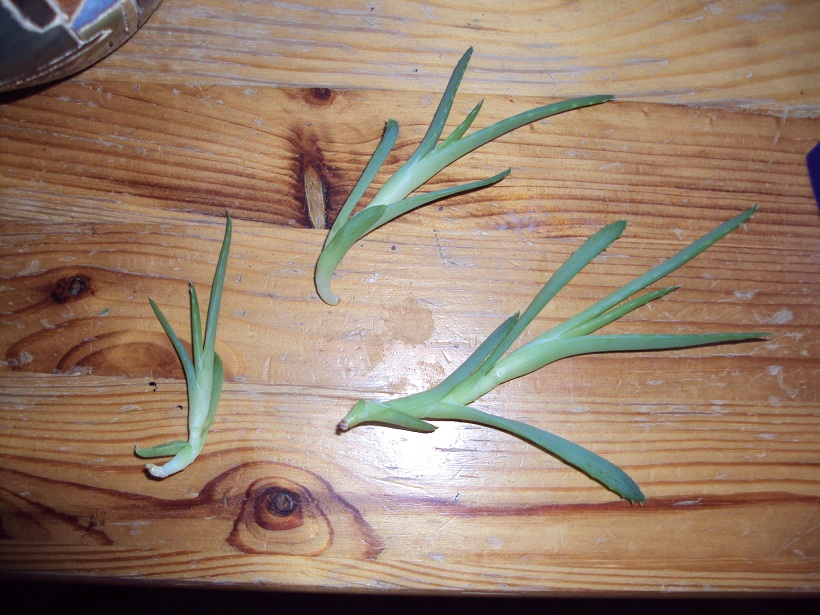 Vllig vergeilte Aloe  Pflegen & Schneiden & Veredeln  GREEN24 Pflanzen &  Garten Forum