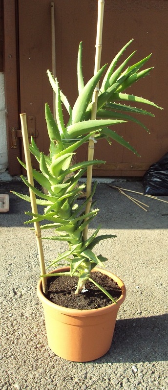 aloe vera costa calma Aloe Vera main image 1