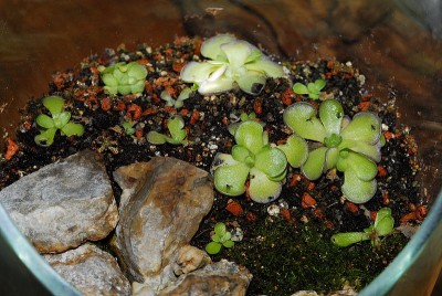 dsc_5478_Pinguicula_cycl-Farm.jpg