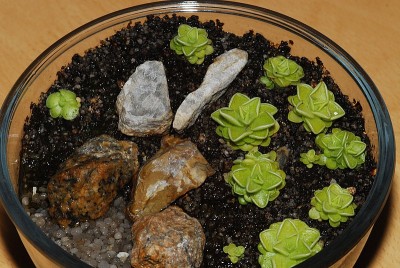 dsc_7862_P_esseriana.jpg