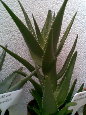 Aloe.jpg