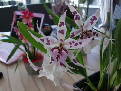 Beallara Peggy Ruth Carpenter 24.jpg